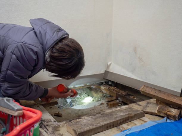 Mold Odor Removal Services in Moreland, ID